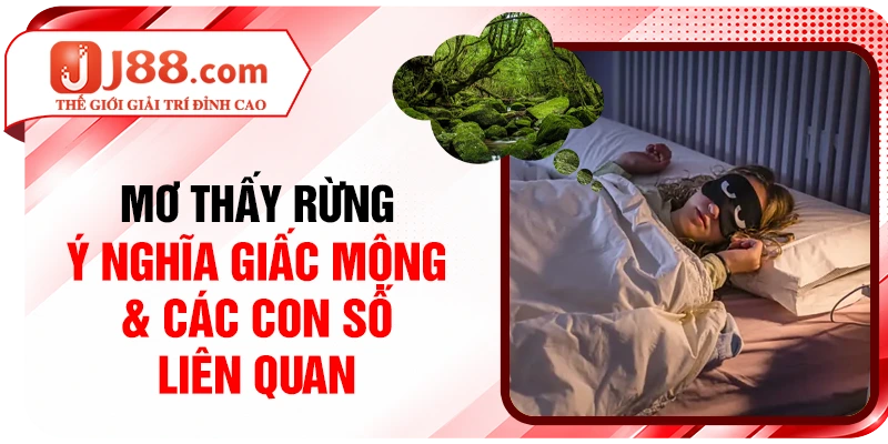 Mơ Thấy Rừng - Ý Nghĩa Giấc Mộng & Các Con Số Liên Quan